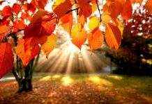 Погода осенью и зимой в Украине будет аномальной, – синоптики