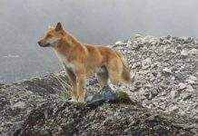 Вымерли не все: в дикой природе нашли редких поющих собак