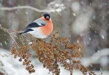 Снега не будет: синоптики рассказали, какой будет зима в Украине