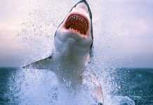 В Египте акула напала на украинских туристов, ребёнок – без руки