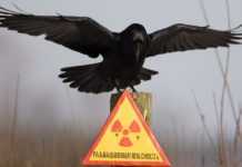 Корейские специалисты утилизируют опасные отходы в Чернобыле