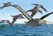 В Антарктике жили гигантские хищные зубатые птицы