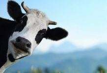 Купи корову и гони самогон: законопроект от Третьяковой