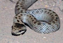 В Чернобыльской зоне появились редкие змеи и бурые медведи