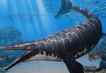 Палеонтологи открыли сразу два новых вида динозавров