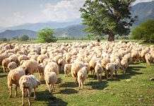 В Украине в 3,5 раза выросло производство баранины