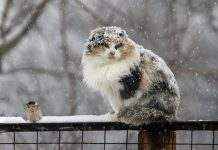 Синоптики рассказали, когда в Украине выпадет первый снег