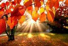 От «бабьего лета» до снега и заморозков, – синоптики об октябре