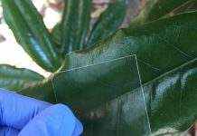 Создана прозрачная гибкая древесина, которая напоминает пластик