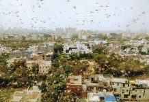 В Эфиопии – самое худшее нашествие саранчи за 25 лет