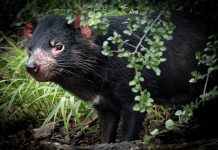 Тасманийские дьяволы возвращаются на материковую часть Австралии