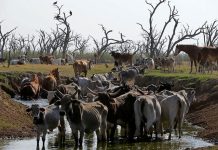 Южная Америка страдает от беспрецедентной засухи и пожаров