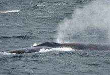 Впервые за пятьдесят лет возвращаются синие киты, – учёные