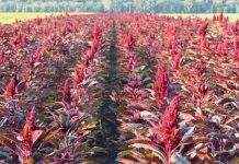 Украина может стать лидером по выращиванию амаранта в мире
