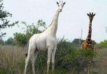 В Кении чипировали единственного на планете белого жирафа