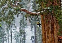 Деревья-гиганты поглощают огромное количество углерода, – учёные