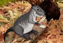 Учёные нашли останки нового вида крысоподобных