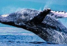 В Австралии горбатые киты поселились в реке с крокодилами