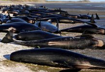 В Шри-Ланке на берег выбросились сотни чёрных дельфинов