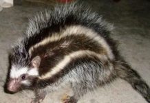 В Восточной Африке учёные обнаружили хомяка-убийцу