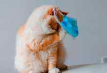 Вакцинировать от COVID-19, возможно, придётся и котов, – ВОЗ