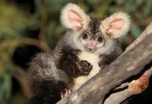 В Австралии учёные обнаружили новые виды летающих поссумов