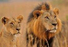 Воины масаи в Кении теперь львов охраняют, а не охотятся на них