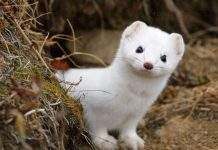 Случаи коронавируса среди норок фиксируют в шести странах