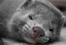 В Украине проверили всех норок на коронавирусную инфекцию