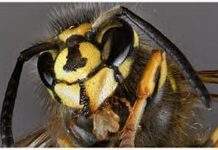 В Японии учёные обнаружили гигантских плавающих ос-годзилл