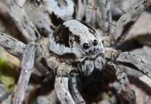 В Британии учёные обнаружили «вымерших» пауков-волков