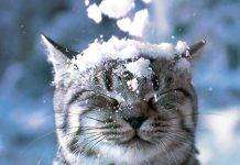 В Украину пришла зима: начались морозы, гололёд и снегопады