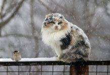 В Украину движется холодный атмосферный фронт со снегом