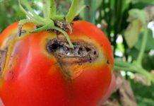 Украинский рынок томатов оказался под угрозой из-за вредителей