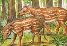 Ученые нашли потерянное звено эволюции лошадей и носорогов