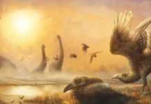 С динозаврами на Земле жила птица с клювом тукана, – учёные