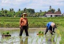Туроператоры Бали забыли о туризме и подались в фермеры
