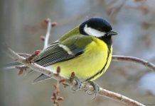 Из-за климатического кризиса могут исчезнуть многие виды птиц