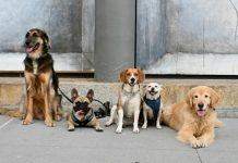 Учёные определили, откуда пошло разнообразие видов собак