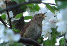 Из-за глобального потепления могут исчезнуть соловьи, – учёные