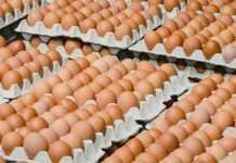 Эксперты прогнозируют подорожание яиц в Украине