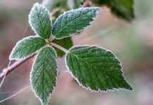 Арктический антициклон принесёт в Украину первые заморозки