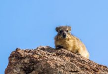 Роющие змеи и поющие даманы: учёные открыли новые виды животных