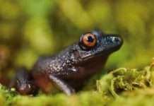 В Андах обнаружили около 20 видов новых животных и растений