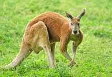 Кенгуру оказались способны «разговаривать» с людьми, – учёные