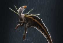 Новый вид динозавров с перьями и гривой найден учёными