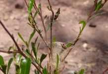 В Австралии обнаружили пауков, плетущих самую крепкую паутину