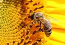 В 75 процентах мёда в мире есть остатки пестицидов, – эксперты