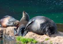 В Антарктиде обнаружили тюленей, общающихся с помощью ультразвука