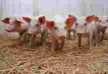 Трансплантацию органов от ГМО-свиней людям начнут в 2022 году